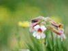 【图集】地黄花开忆旧年