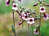 【图集】地黄花开忆旧年