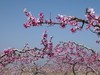 在那桃花盛开的地方