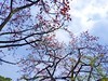 农讲所木棉花（二）