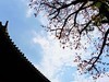 农讲所木棉花（二）