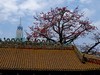 农讲所木棉花（二）