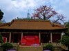 农讲所木棉花（二）