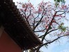 农讲所木棉花（二）