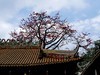 农讲所木棉花（二）