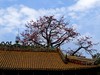 农讲所木棉花（二）