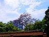 农讲所木棉花（二）
