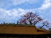 农讲所木棉花（二）