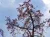 农讲所木棉花（二）