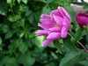 芍药花