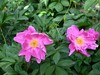 芍药花