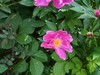 芍药花
