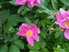 芍药花