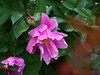 芍药花