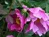 芍药花