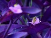 蜜蜂采蜜忙
