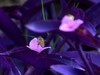 蜜蜂采蜜忙