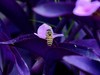 蜜蜂采蜜忙