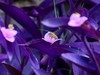 蜜蜂采蜜忙