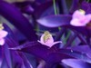 蜜蜂采蜜忙
