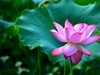 荷花2