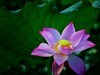 荷花2