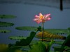 荷花2