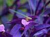 蜜蜂采蜜忙