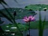 荷花2