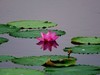 荷花2