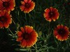 s随拍草花