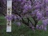 紫藤树下