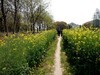 胶阳路边村子随拍