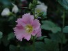s随拍草花
