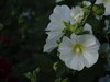 s随拍草花