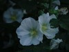 s随拍草花