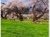 2025年- 林芝桃花纪实抓拍-0297