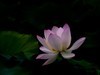 荷花随拍（4）