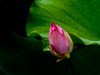 荷花随拍（4）