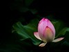 荷花随拍（4）