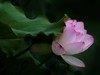 荷花随拍（4）
