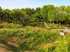 长沙生态植物园3