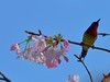 缨花