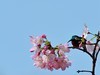 缨花