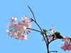 缨花