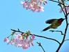 缨花
