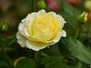 月季花