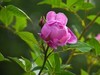 月季花