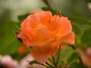月季花