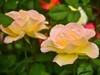 月季花